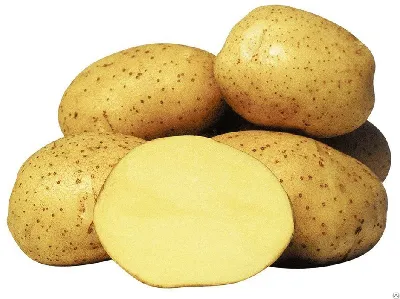 Российский семенной картофель высокого качества! — Журнал \"Картофельная  Система\"