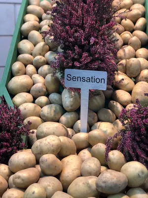 Семенной картофель Сенсация (Сенсейшен), Голландия купить - Компания  ФОРСАГРО