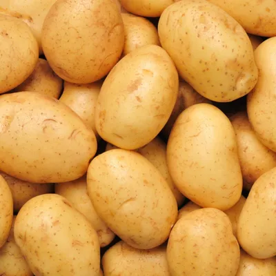 Семенной картофель Ривьера КУПИТЬ | Пан Картопля