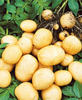 ≡ Семенной картофель Славянка (среднеспелый) Элита - Купить в Украине ᐉ  Цены, Отзывы – LUTSENA