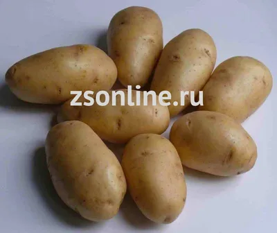 Картофель семенной 2кг сорт Гала купить с доставкой в МЕГАСТРОЙ Россия