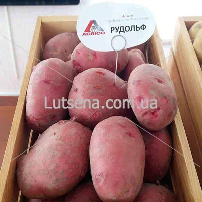 Купить Семенной картофель сорт Арроу в Кисловодске с доставкой по РФ