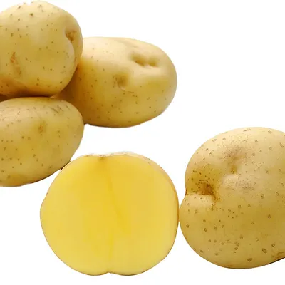 Семена картофеля Юлия купить в Могилеве