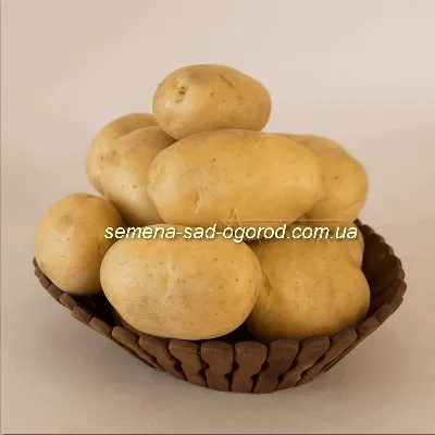 Семенной картофель Коннект (1 репродукция) купить в Украине | Веснодар