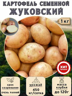 Картофель семенной : Картофель семенной Каррера 2-репр.