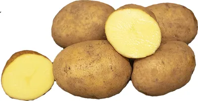 семенной картофель Лоретт, купить за 400.00 грн. :: Rastim
