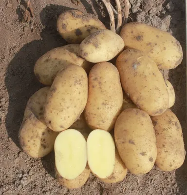 Купить семенной картофель сорт Фиделия 2 репродукция (РС-2)