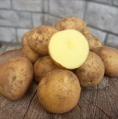 Семенной картофель 'Octa' 2,5 кг
