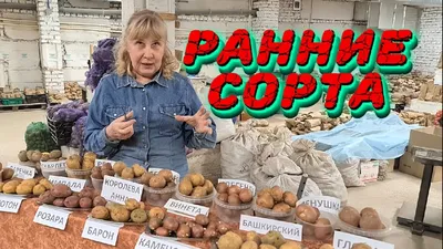 Купить сортовой семенной картофель Невский на посадку | Питомник ВАСХНиЛ