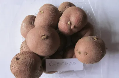 Картофель Снегирь – описание сорта, фото, отзывы