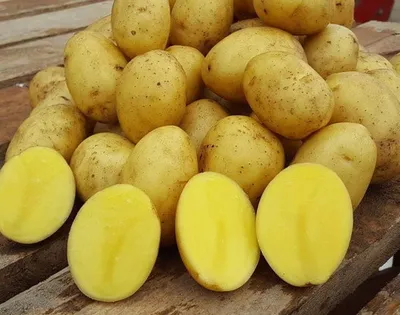Купить сортовой семенной картофель Невский на посадку | Питомник ВАСХНиЛ