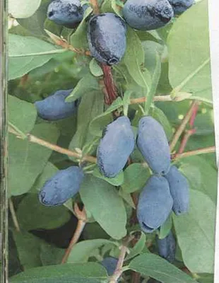 Картофель: какой он бывает