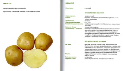 картофель Гала(элита) - Садовый центр Песочный