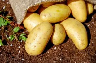 Продуктивный картофель для стола северян -