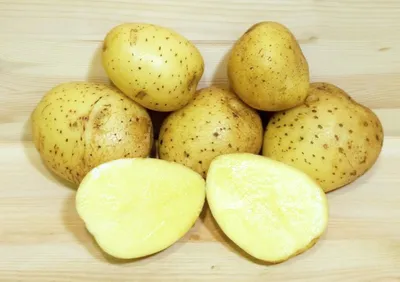 Картофель Глория | Сорта картофеля
