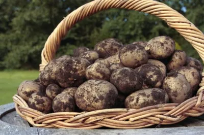 Признаки сортов картофеля