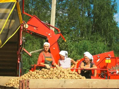Выбор картошки для жарки по цвету кожуры оказался мифом - МК
