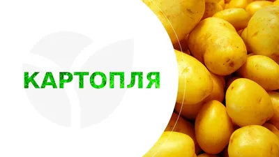 Картофель \"Венета\" семенной ранний (на жарку, 1 репродукция) 1кг NEW купить  почтой в Одессе, Киеве, Украине | Agro-Market