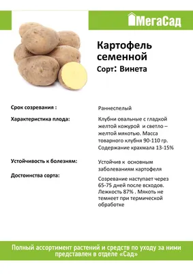 Картофель семенной 2кг сорт Винета купить с доставкой в МЕГАСТРОЙ Россия