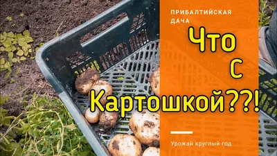 Картофель Гулливер | Сорта картофеля