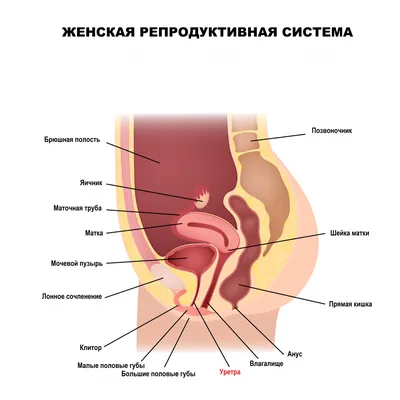 Парауретральные образования у женщин - презентация онлайн