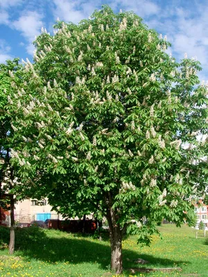 Великолепие природы на фото: Каштан конский в разных ракурсах, фон