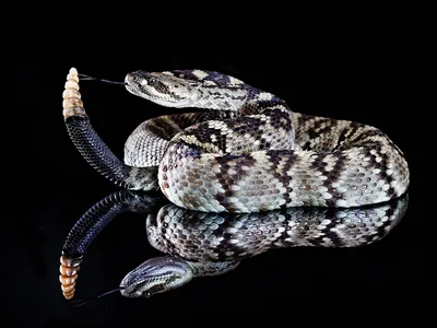 [23+] Каскадельная змея фото