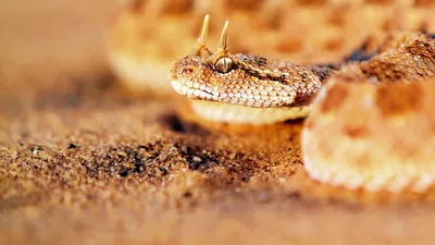 Фото Каскадельной змеи: невероятные снимки в высоком качестве