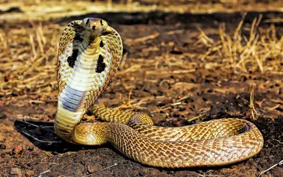 Каскадельная змея: захватывающие фотографии в различных размерах