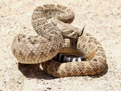 Фото Каскадельной змеи: потрясающие изображения в формате JPG