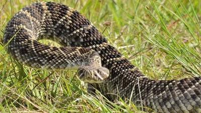 Фото Каскадельной змеи: впечатляющие снимки для скачивания