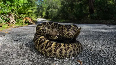 Каскадельная змея: фотографии высокого качества в формате WebP