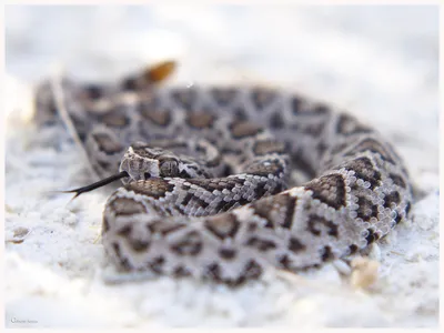 Фото Каскадельной змеи: потрясающие изображения в формате JPG для фона