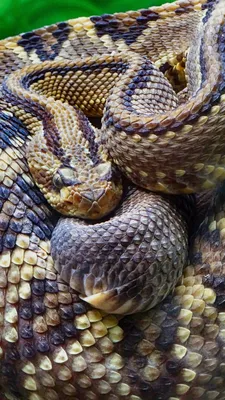 Уникальные снимки Каскадельной змеи: бесплатно и в хорошем качестве
