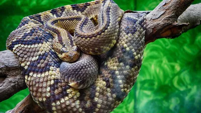 Фото Каскадельной змеи: изображения для фона и обоев