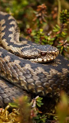 Загадочная Каскадельная змея: фотографии в формате WebP