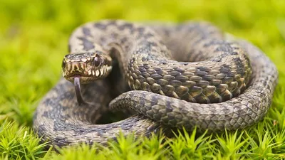 Фото Каскадельной змеи: красивые картинки для любителей змей
