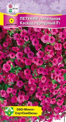 цветущая каскадная петуния в цветочном горшке на перилах террасы Стоковое  Фото - изображение насчитывающей красно, галиматью: 221944718