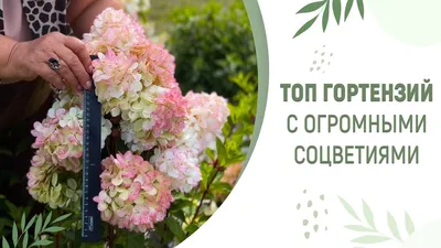 Купите Гортензия древовидная Сорбет 🌹 из питомника Долина роз с доставкой!