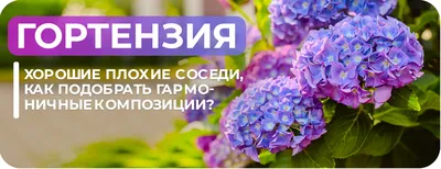 Букет из 9 разноцветных гортензий - купить в Москве по цене 5190 р - Magic  Flower