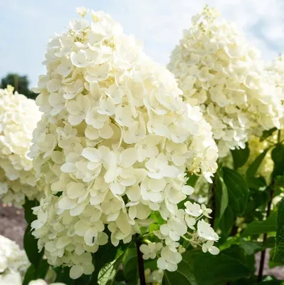 Гортензия метельчатая Ред Вельвет, Hydrangea Living Red Velvet | САД ПОЛТАВИ