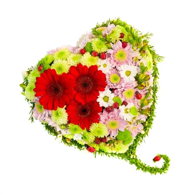Хризантема кустовая ромашка розовая - Каталог - Butterfly-Flower.ru