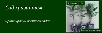 Сердце из цветов №2 - различные виды хризантем и красные герберы по цене  8129 ₽ - купить в RoseMarkt с доставкой по Санкт-Петербургу