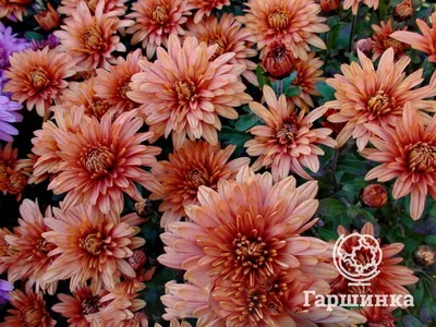 Купить Хризантема кустовая «Саба» из каталога Цветы в Сыктывкаре -  «Флориска».