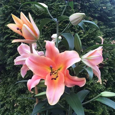 Новая коллекция сортов ВЕСНА 2020: Розы шрабы, Лилия, Буддлея |  Интернет-магазин садовых растений