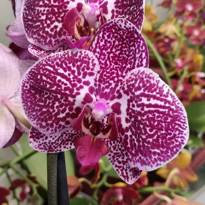 Каталог орхидей фаленопсис с фото