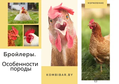 Породы кур (каталог) - Форум Дачный ответ Галактики