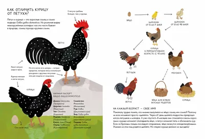 Более 200 пород кур по алфавиту - есть из чего выбрать! Сохраните себе в  коллекцию. | Курочка | Дзен
