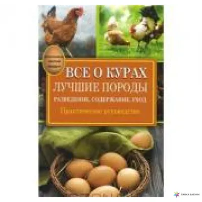 Топ-20 спокойных пород кур для вашей фермы | Мой гектар