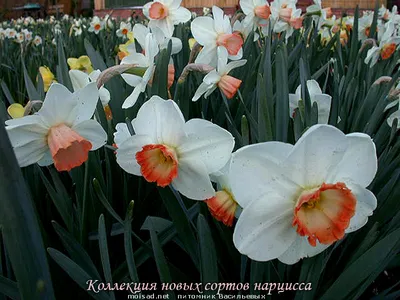 ТОП сортов нарциссов, которые покорят ваше сердце | НПО «Сады России» —  когда сад в удовольствие! | Дзен